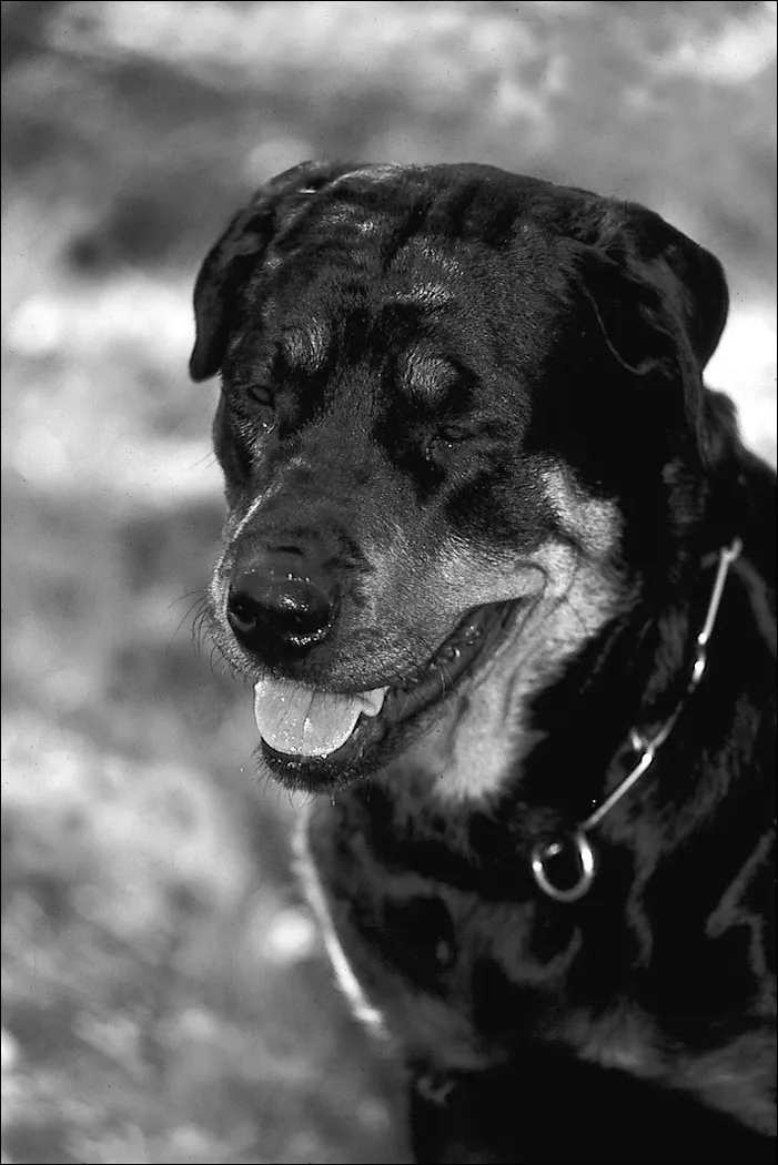 Figure 1-1: A well-bred Rottweiler can make an excellent companion and a great family pet, as long as youâre willing to serve as his leader from the moment he enters your home.